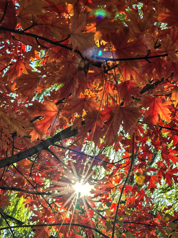 041764807664102930.png image.png