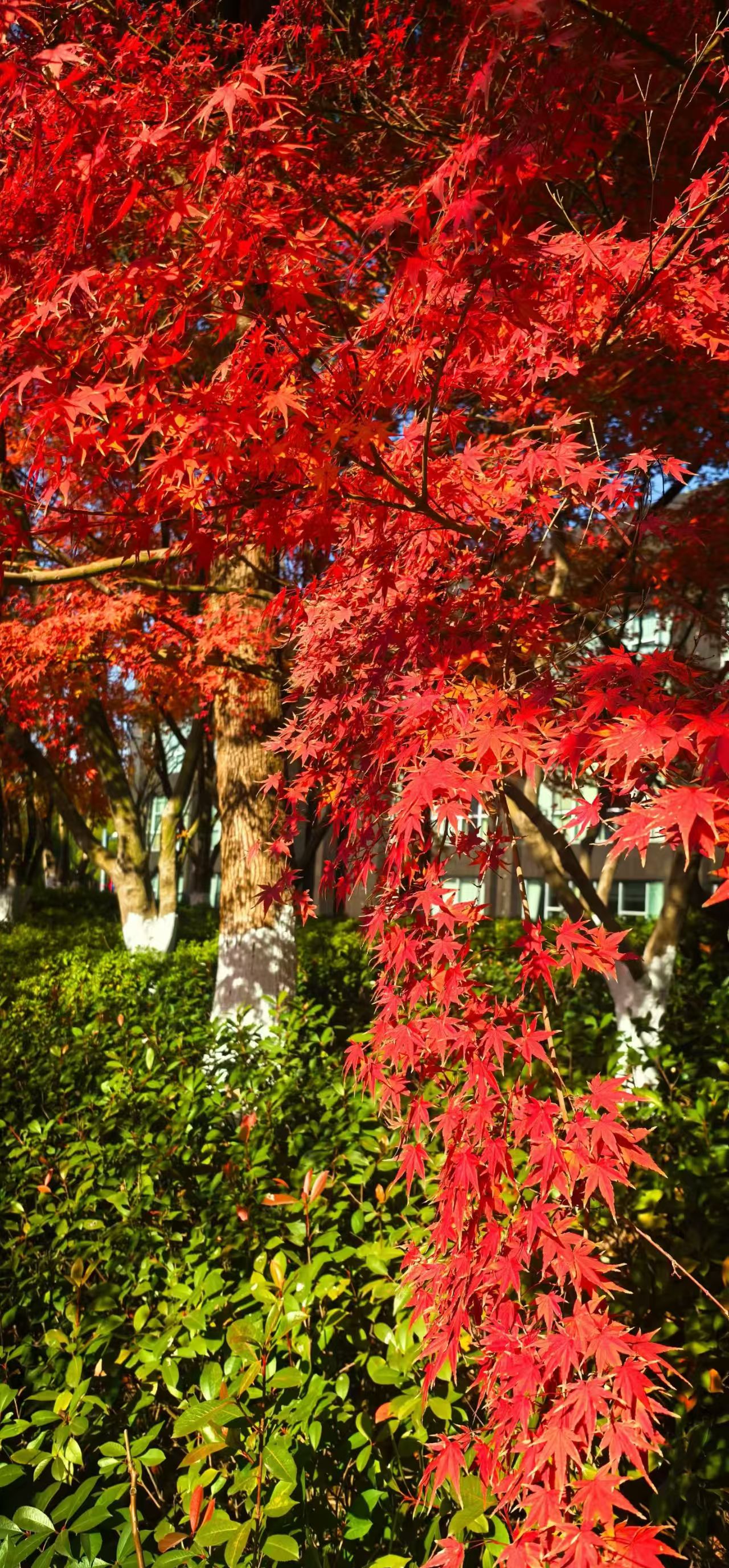 041764807748830089.jpeg 568d6a0030a5a784f595c864831cbc6.jpg